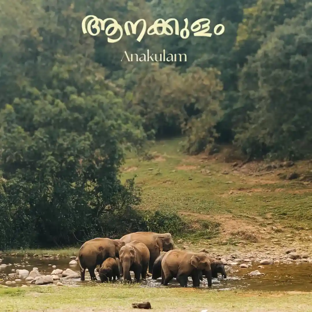 Anakulam elephant tour